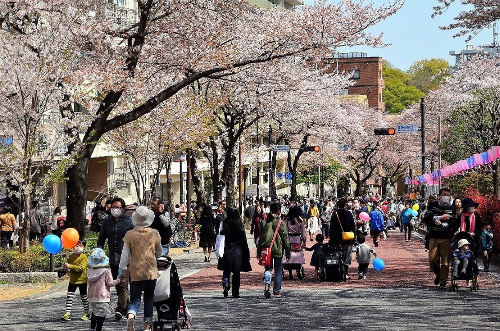 桜並木