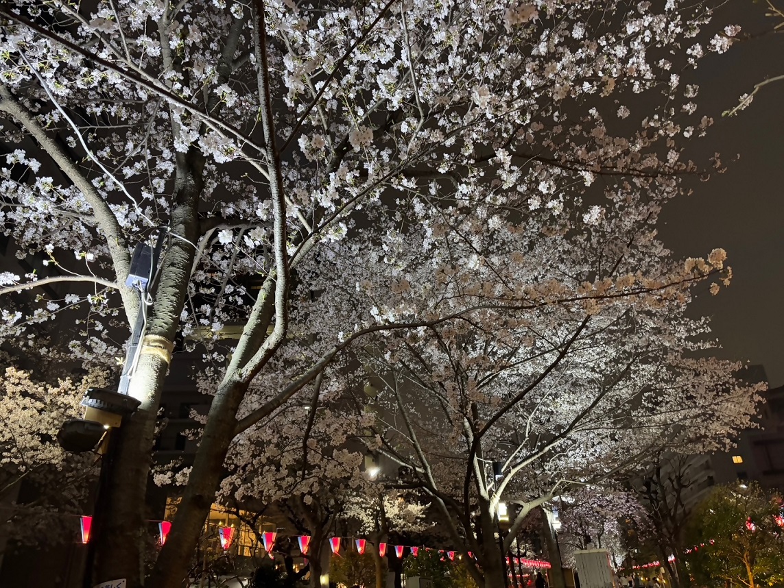 文京さくらまつりライトアップ3