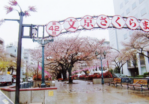 画像：文京さくらまつり