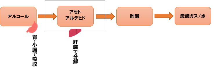 アルコールの吸収と分解