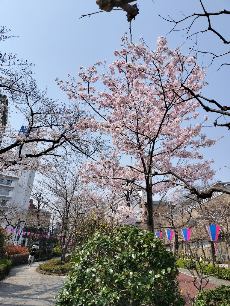 桜の木