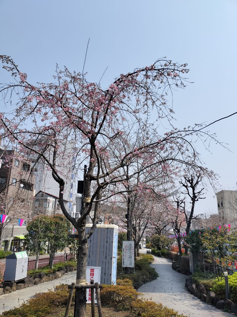 桜の木