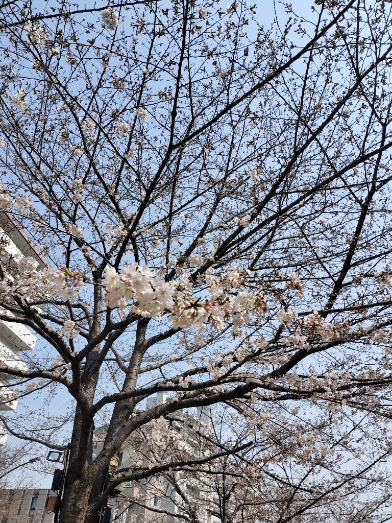 桜の木