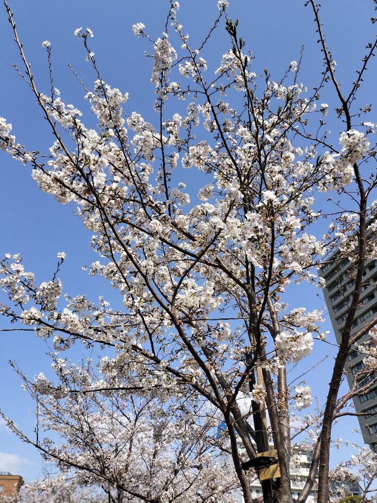 桜の木