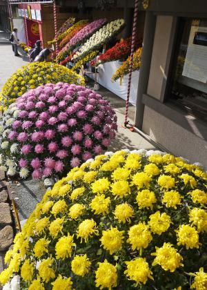 文京菊まつり