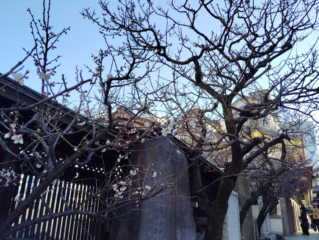 令和7年2月9日（梅まつり2）