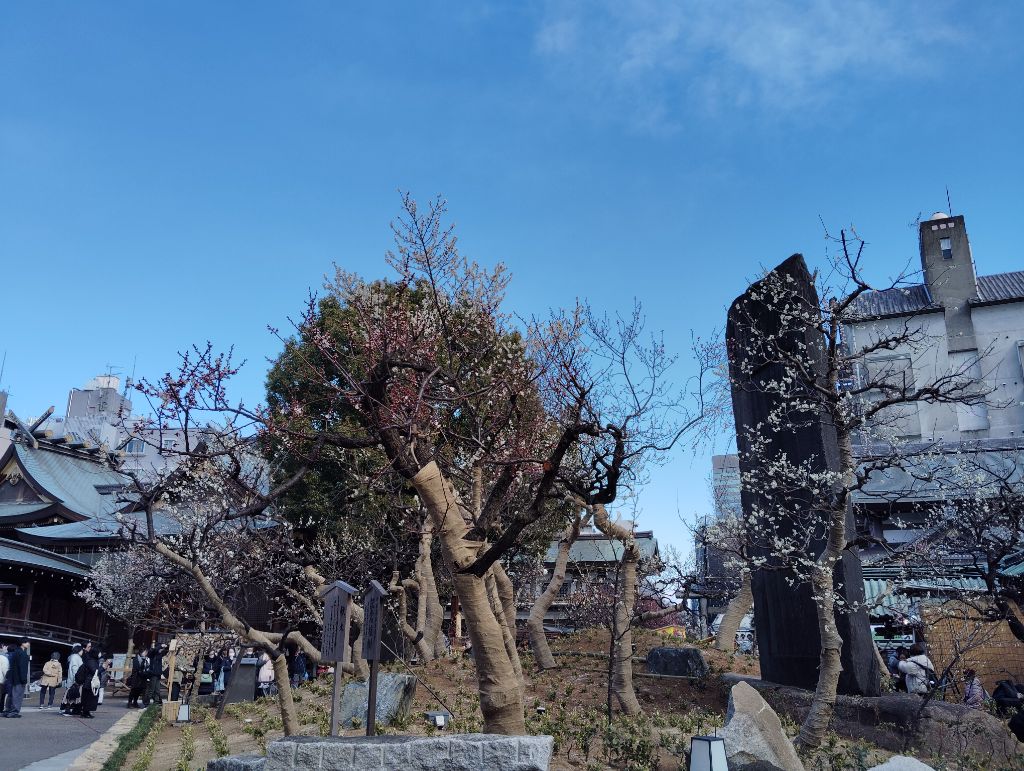 令和7年2月18日（梅まつり1）