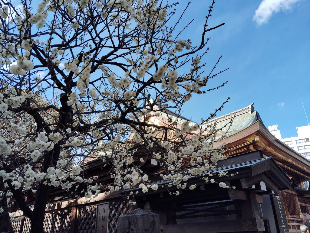 令和7年2月18日（梅まつり3）
