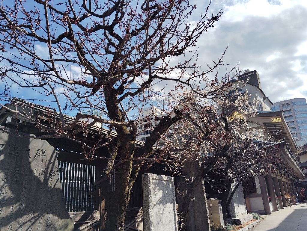 令和7年2月18日（梅まつり4）