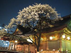 文京梅まつり（夜観梅）