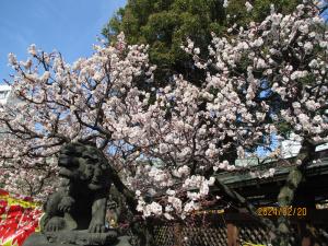 令和6年2月20日（火曜日）梅1