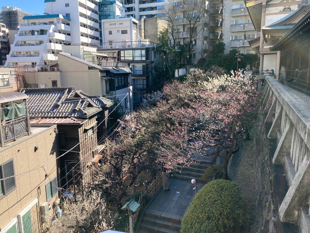 令和7年2月23日（梅まつり2）