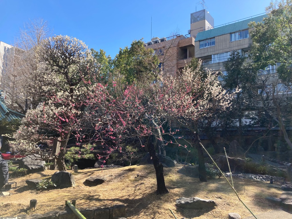 令和7年2月23日（梅まつり1）