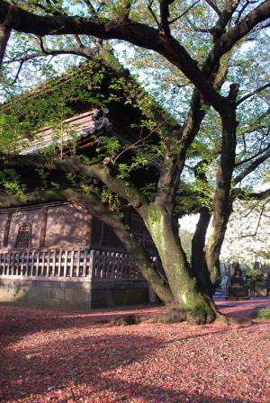 特選「経蔵のサクラも一変、葉桜に」