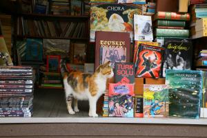 本屋の猫の写真