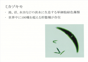 ミカヅキモ