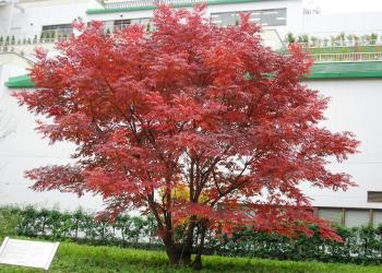 2007年11月、ハゼノキ紅葉の写真