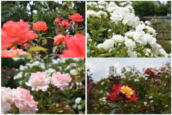 6月の2番花がきれい