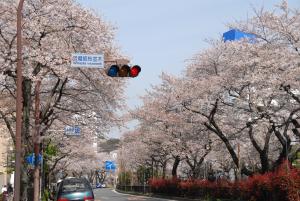 播磨坂の桜並木が満開の様子