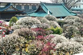 湯島天神の白梅