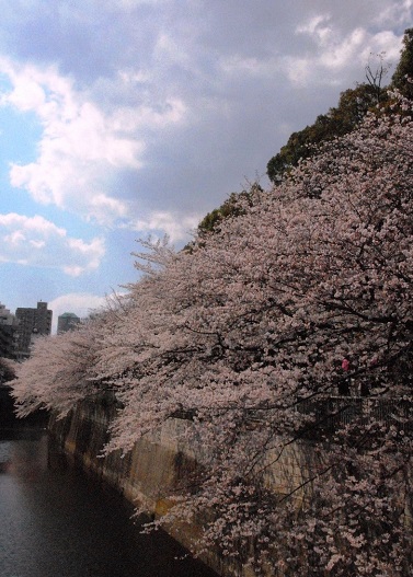 江戸川公園の桜