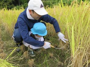 画像：稲刈りの様子