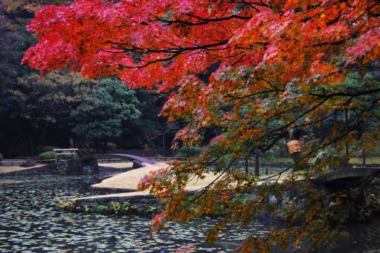 momiji