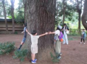 令和6年度自然散策会（小石川植物園）4